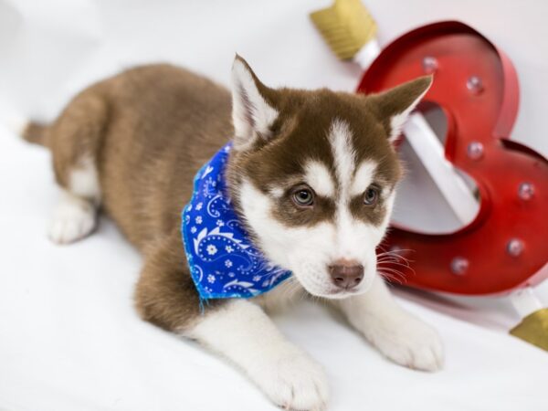 Siberian Husky DOG Male Red & White 14712 Petland Wichita, Kansas