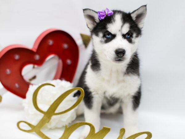 Siberian Husky DOG Female Black & White 14711 Petland Wichita, Kansas