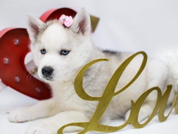 Siberian Husky DOG Female Silver & White 14710 Petland Wichita, Kansas