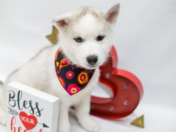 Siberian Husky DOG Male Silver & White 14709 Petland Wichita, Kansas