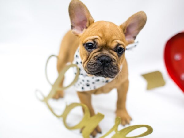 French Bulldog DOG Male Red Fawn 14708 Petland Wichita, Kansas