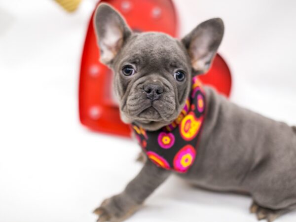 French Bulldog DOG Male Blue 14707 Petland Wichita, Kansas