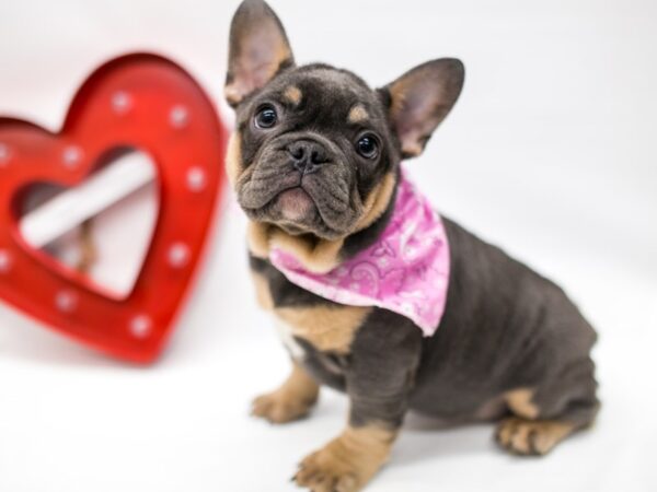 French Bulldog DOG Female Blue & Tan 14706 Petland Wichita, Kansas