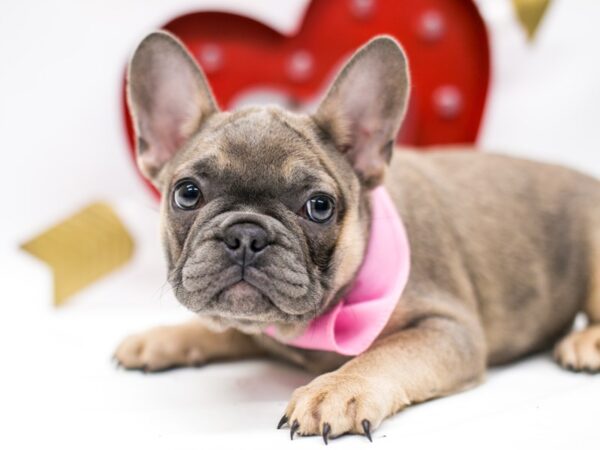 French Bulldog DOG Female Blue Fawn 14705 Petland Wichita, Kansas