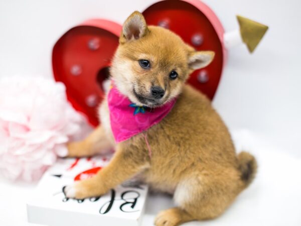 Shiba Inu DOG Female Sesame 14703 Petland Wichita, Kansas