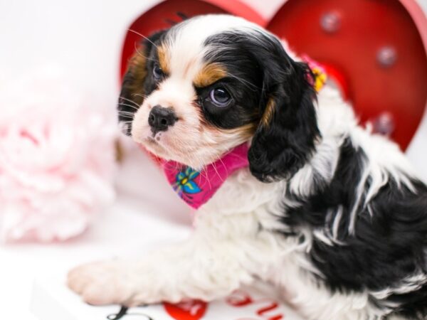 Cavalier King Charles Spaniel DOG Female Tri 14701 Petland Wichita, Kansas