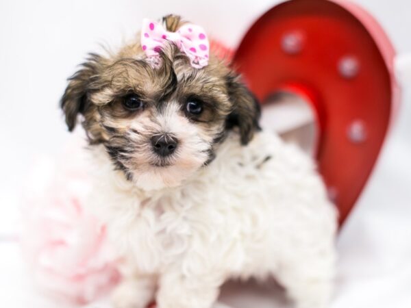 Havanese DOG Female Red & White 14699 Petland Wichita, Kansas