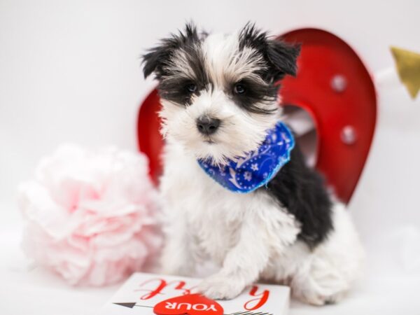 Miniature Schnauzer DOG Male Blk & White Parti 14698 Petland Wichita, Kansas