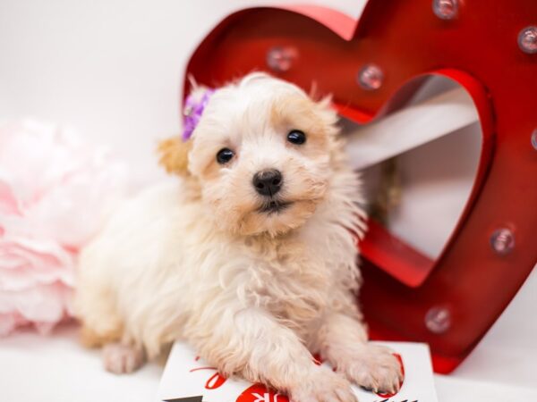 Morkie Poo DOG Female White &n Cream 14697 Petland Wichita, Kansas