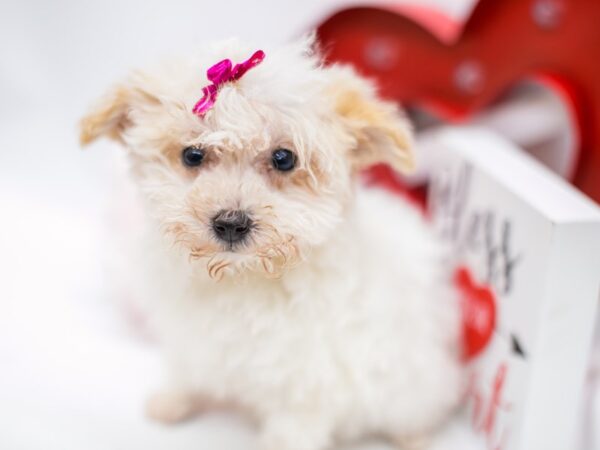 Morkie Poo DOG Female White & Cream 14696 Petland Wichita, Kansas