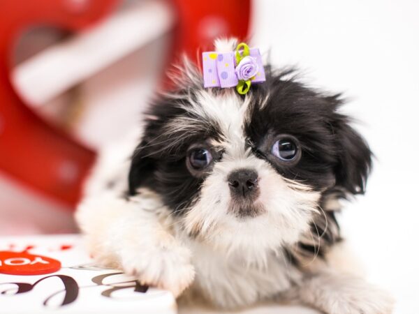 Shih Tzu DOG Female Black & White 14695 Petland Wichita, Kansas