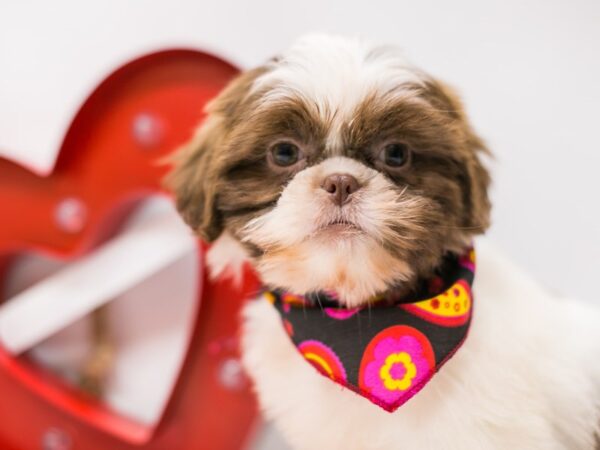 Shih Tzu DOG Male Choc & White 14694 Petland Wichita, Kansas