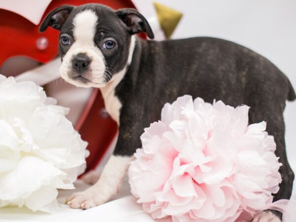 Boston Terrier DOG Female Brindle 14693 Petland Wichita, Kansas