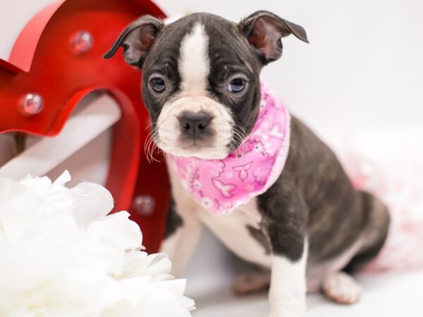 Boston Terrier-DOG-Female-Brindle-14692-Petland Wichita, Kansas