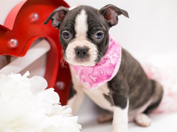 Boston Terrier DOG Female Brindle 14692 Petland Wichita, Kansas