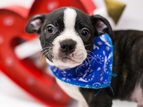 Boston Terrier DOG Male Brindle 14691 Petland Wichita, Kansas