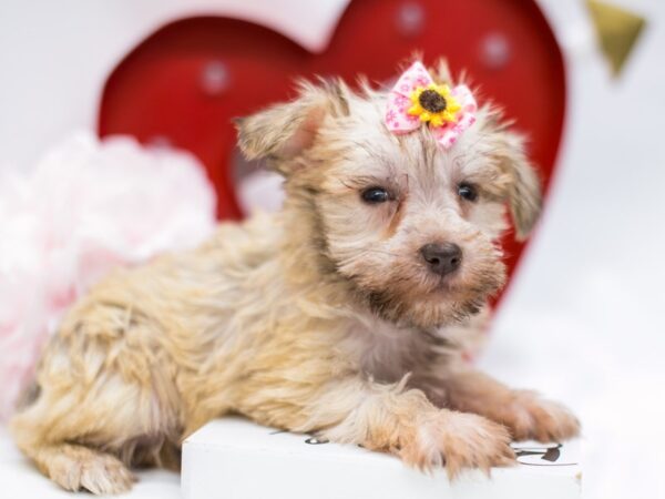 Miniature Schnauzer DOG Female White Chocolate 14690 Petland Wichita, Kansas