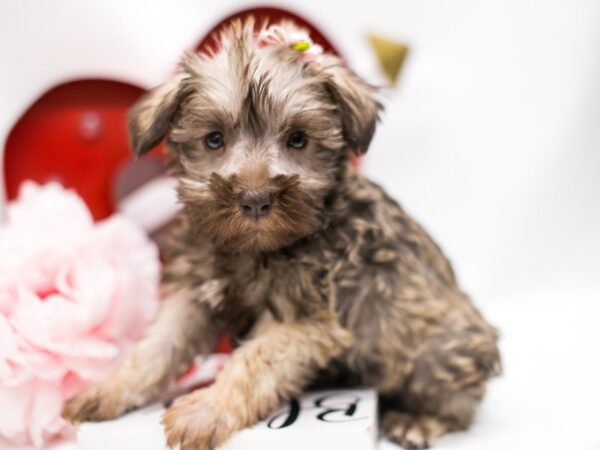 Miniature Schnauzer DOG Female Salt & Pepper 14689 Petland Wichita, Kansas