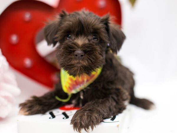 Miniature Schnauzer DOG Male Chocolate 14688 Petland Wichita, Kansas