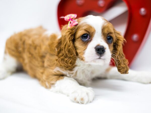 Cavalier King Charles Spaniel DOG Female Blenheim 14687 Petland Wichita, Kansas