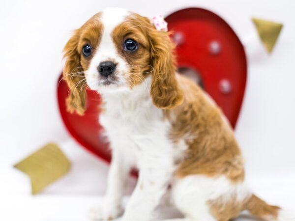 Cavalier King Charles Spaniel DOG Female Blenheim 14686 Petland Wichita, Kansas