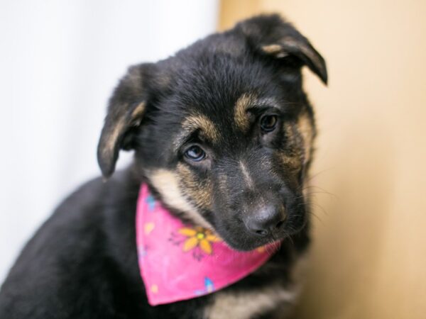 German Shepherd DOG Female Black & Tan 14685 Petland Wichita, Kansas