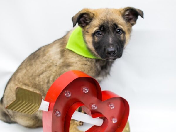 German Shepherd DOG Male Sable 14684 Petland Wichita, Kansas