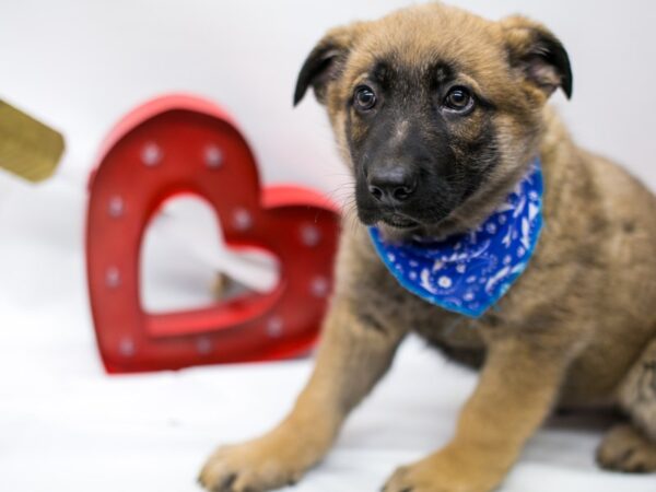 German Shepherd DOG Male Sable 14683 Petland Wichita, Kansas