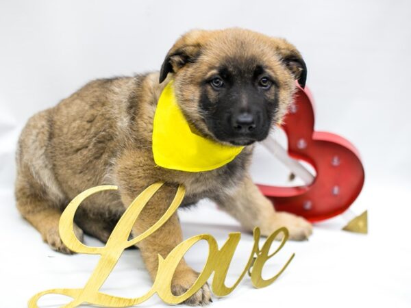 German Shepherd DOG Male Sable 14682 Petland Wichita, Kansas