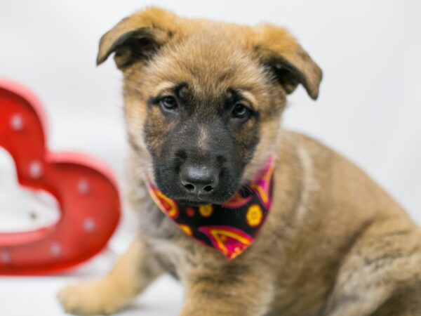 German Shepherd DOG Male Sable 14681 Petland Wichita, Kansas