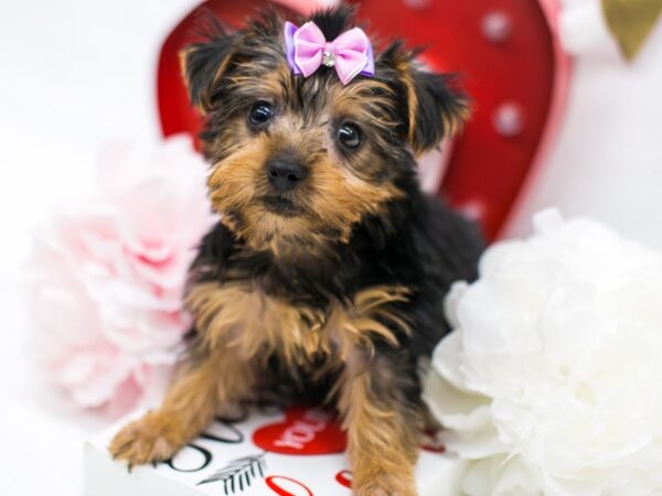 Yorkshire Terrier DOG Female Black & Gold 14740 Petland Wichita, Kansas