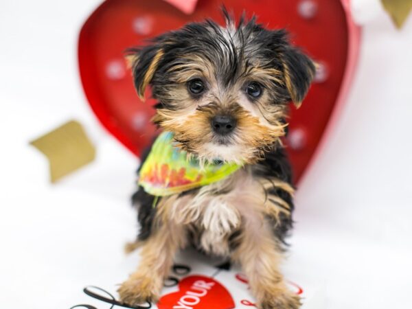 Yorkshire Terrier DOG Male Black & Gold 14739 Petland Wichita, Kansas