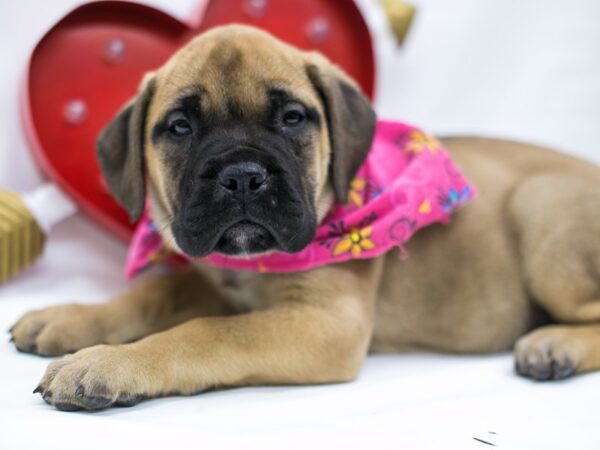 Bull Mastiff-DOG-Female-Fawn-14738-Petland Wichita, Kansas