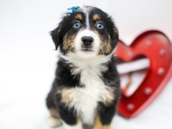 Miniature Australian Shepherd DOG Female Black Tri 14736 Petland Wichita, Kansas