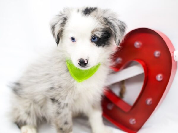 Miniature Australian Shepherd DOG Male Blue Merle 14735 Petland Wichita, Kansas