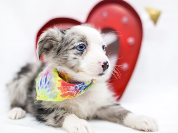 Miniature Australian Shepherd DOG Male Blue Merle 14734 Petland Wichita, Kansas