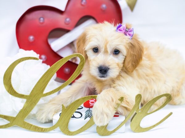 Miniature Goldendoodle-DOG-Female-Blonde-14733-Petland Wichita, Kansas