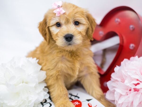 Miniature Goldendoodle-DOG-Female-Red Blonde-14732-Petland Wichita, Kansas