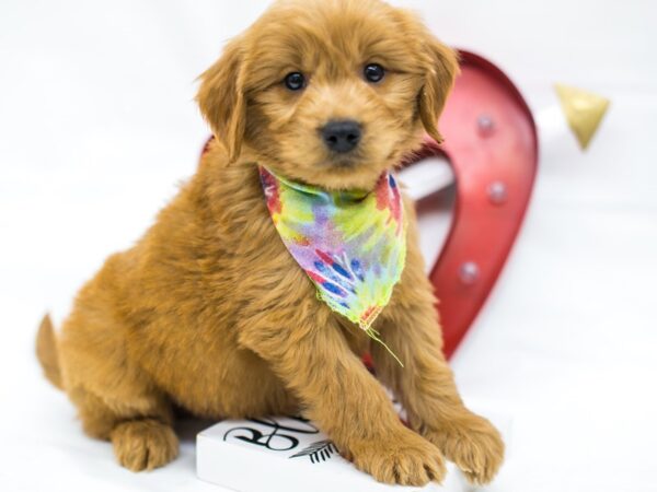 Miniature Goldendoodle DOG Male Red 14731 Petland Wichita, Kansas