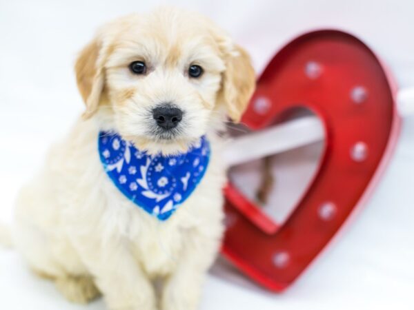 Miniature Goldendoodle DOG Male Blonde 14730 Petland Wichita, Kansas