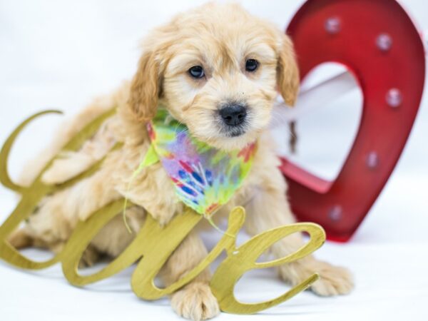 Miniature Goldendoodle DOG Male Cream 14729 Petland Wichita, Kansas