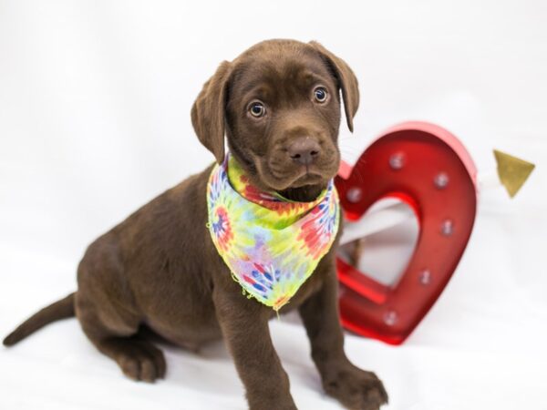 English Labrador Retriever DOG Male Chocolate 14728 Petland Wichita, Kansas