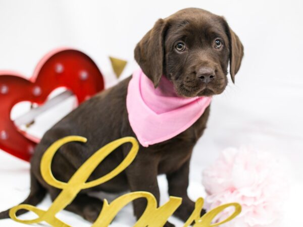 English Labrador Retriever DOG Female Chocolate 14727 Petland Wichita, Kansas