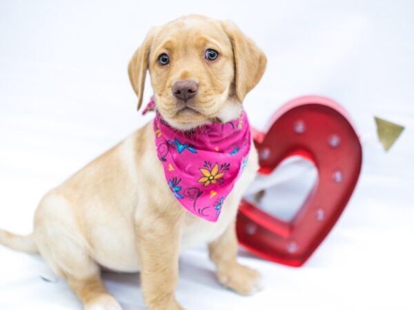 English Labrador Retriever DOG Female Yellow 14726 Petland Wichita, Kansas