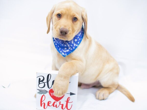 English Labrador Retriever DOG Male Yellow 14725 Petland Wichita, Kansas