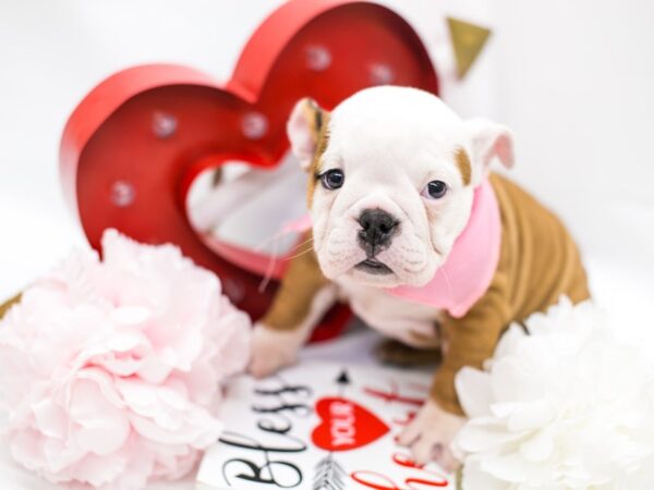 English Bulldog-DOG-Female--14724-Petland Wichita, Kansas