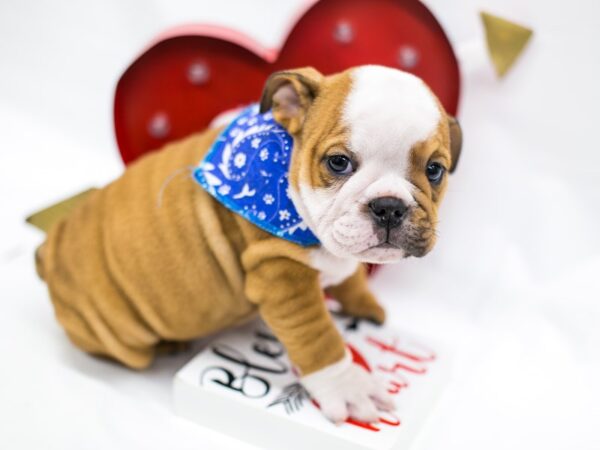 English Bulldog-DOG-Male--14723-Petland Wichita, Kansas