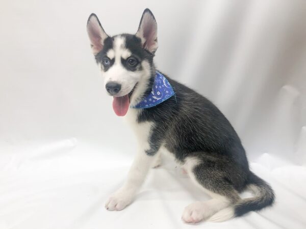 Siberian Husky DOG Male Black & White 14741 Petland Wichita, Kansas