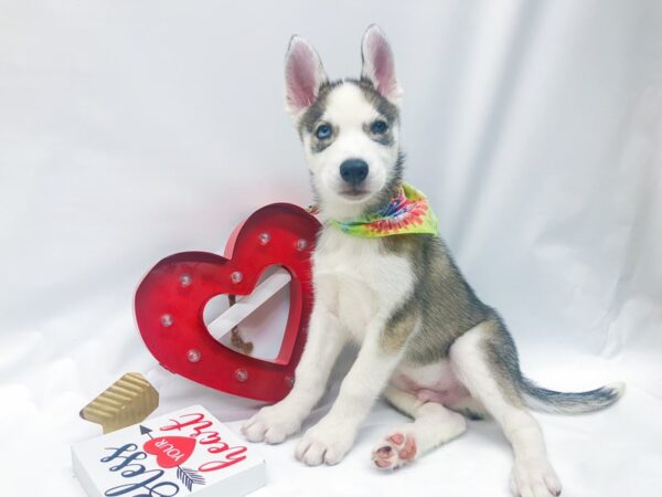 Siberian Husky DOG Male Silver & White 14744 Petland Wichita, Kansas