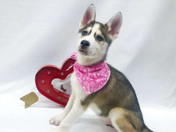 Siberian Husky DOG Female Silver & White 14743 Petland Wichita, Kansas